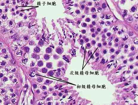 去南京做借卵试管婴儿还需要担心流产的风险吗？