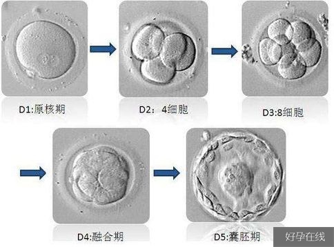 月经第四天做供卵试管婴儿排卵6-月经第四天做供卵试管婴儿排卵晚吗