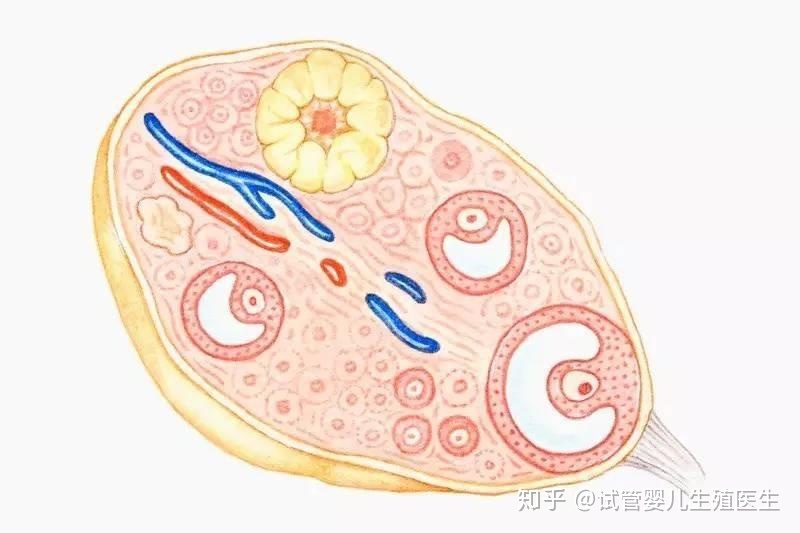 导致做借卵二代自怀试管不成功的原因有哪些？