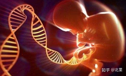 宿迁供应爬拉猴养殖卵枝技术