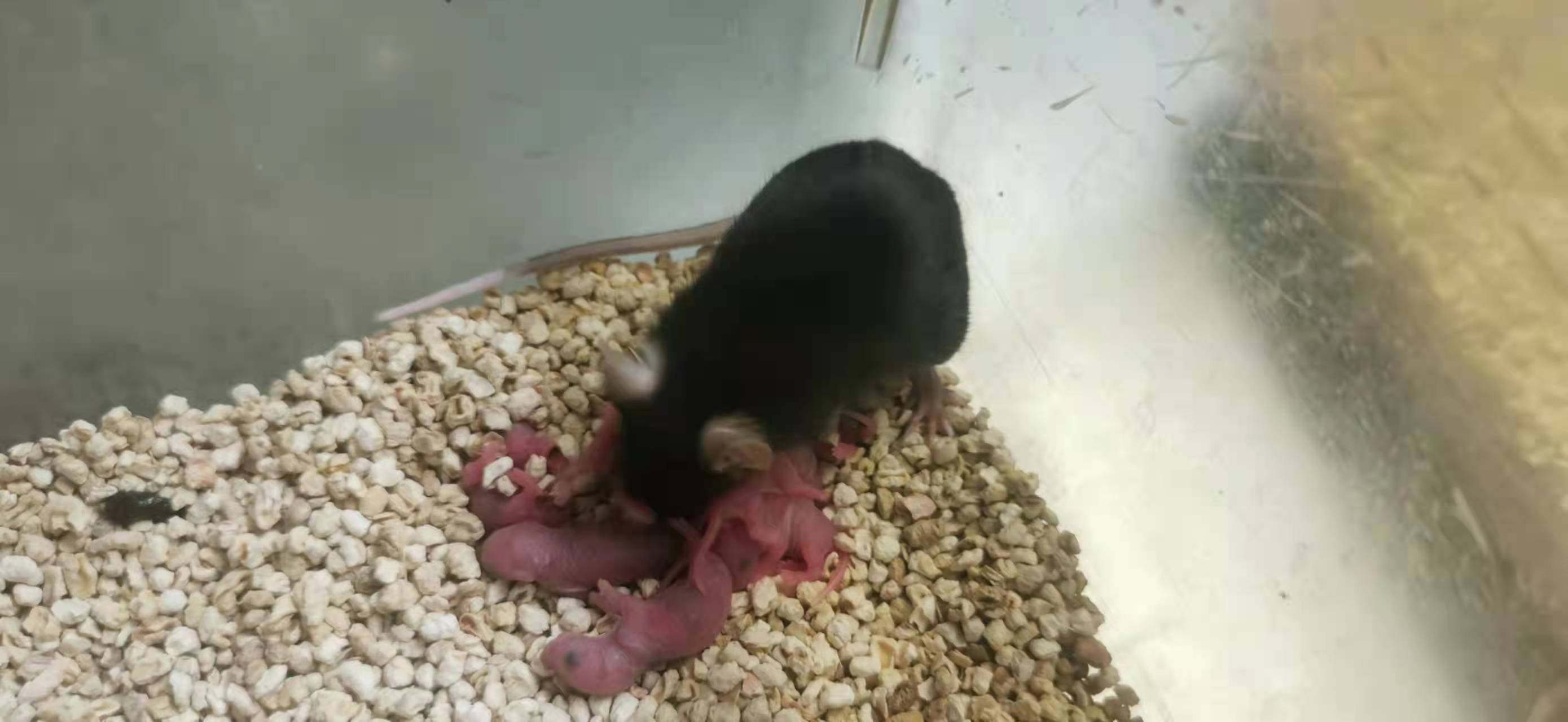 二代供卵试管婴儿流程和费用