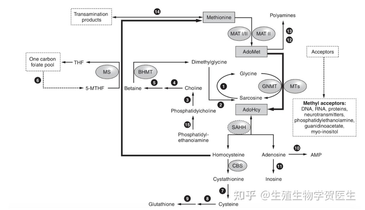 试管婴儿移植成功后与自然怀孕有什么区别