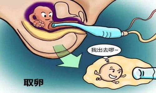 2024年几月份备孕能怀上并生一个兔宝宝
