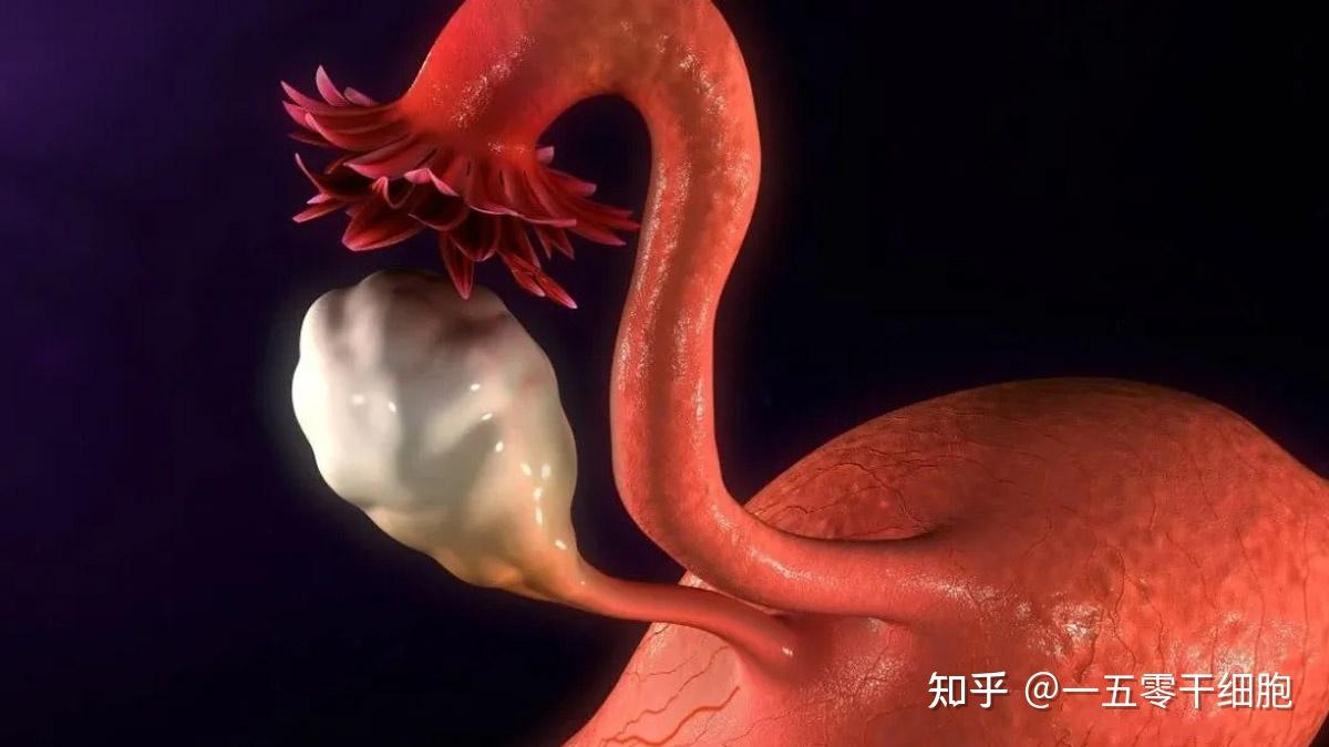 35岁女人借卵试管代怀违法吗婴儿成功率