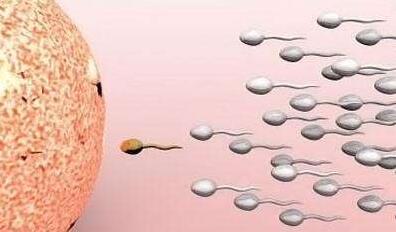 精子几天排出一次质量最好